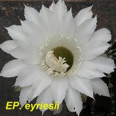 EP. eyriesii.4.1.jpg 